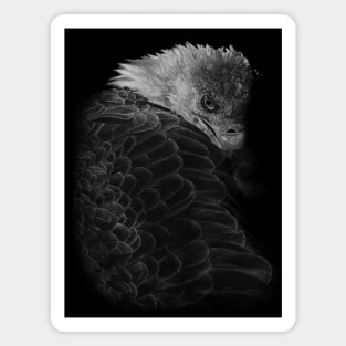 Bald Eagle Magnet